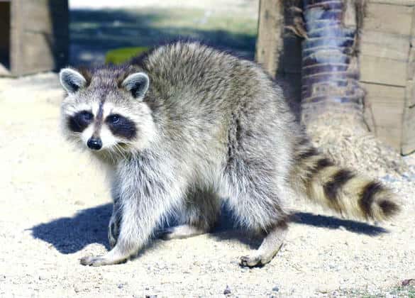 動物図鑑・アライグマ